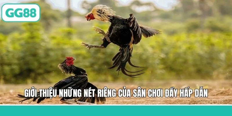 Giới thiệu những nét riêng của sân chơi đầy hấp dẫn